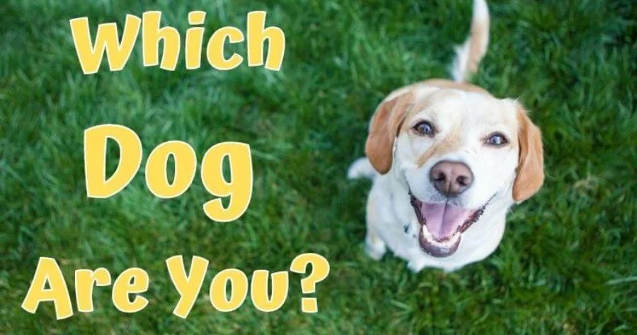 What Breed of Dog Matches Your Personality?