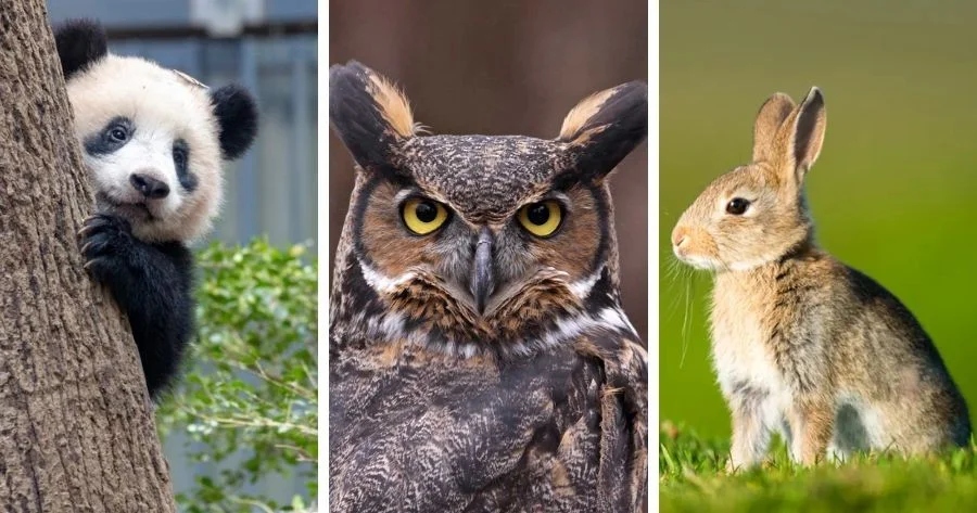 Discover Your Animal Totem: Which Animal Represents You Best?